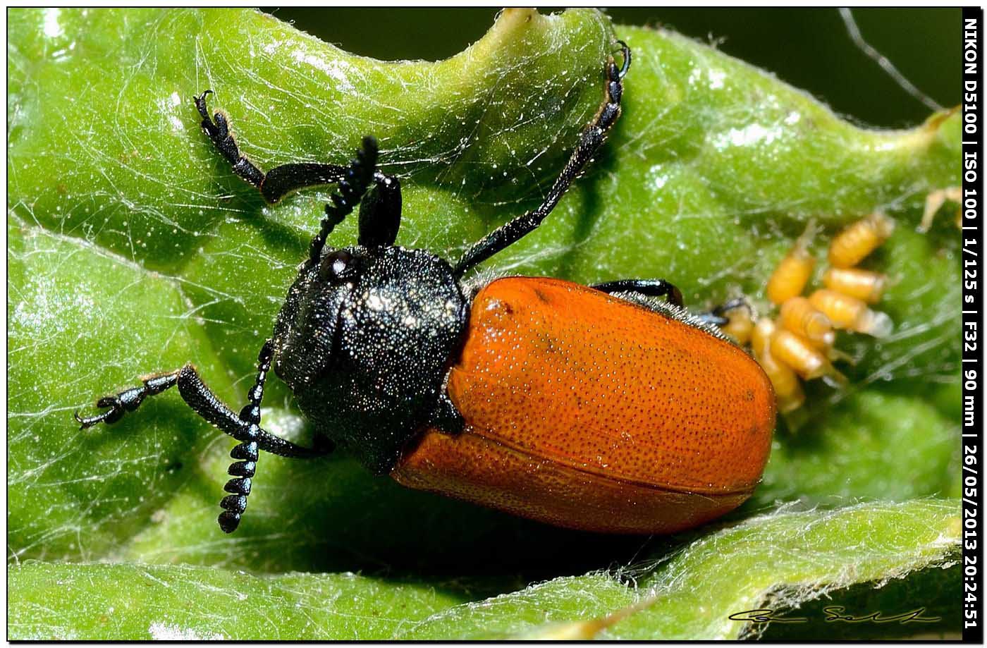 Chrysomelidae, Labidostomis taxicornis?